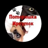 Потеряшка Иркутск Животные