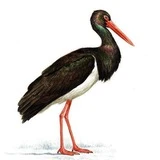 Гнездо Черного Аиста