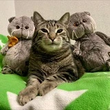 Кот Семён XXL