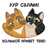 Коты Казани | Помощь бездомным мурлыкам